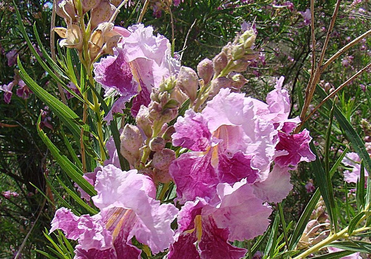 Gardening in southern Spain: Chilopsis linearis