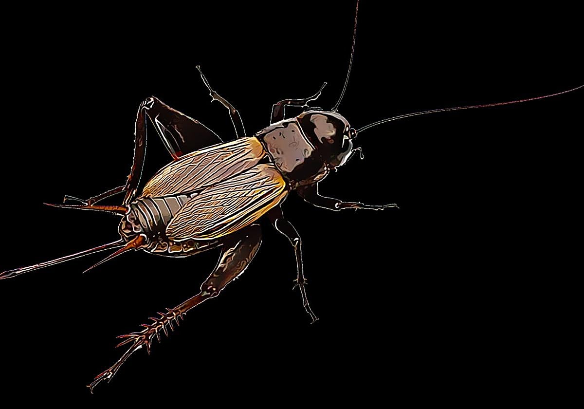 What's the temperature? Listen to the crickets