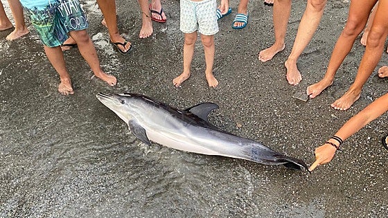 Dead baby dolphin found on Costa Tropical beach