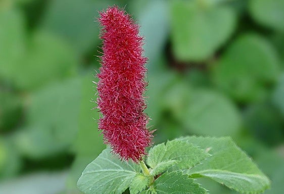 Gardening in southern Spain: Chenille plant