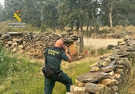 The Guardia Civil are investigating the origin of one of the fires that devastated Castilla y León this summer.