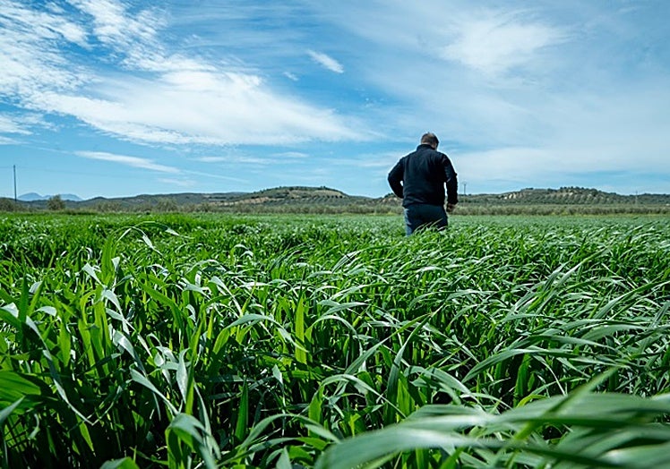 A picture of a cereal field in spring.