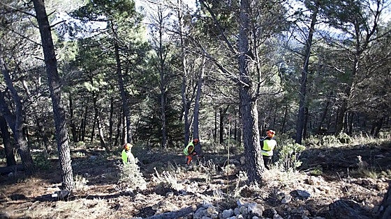 Provincial authority collects biomass from Malaga's forests to prevent fires and produce energy