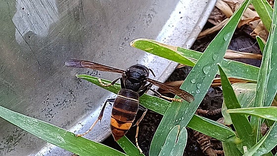 Hunt is on after first sighting of dangerous Asian hornet in Malaga province