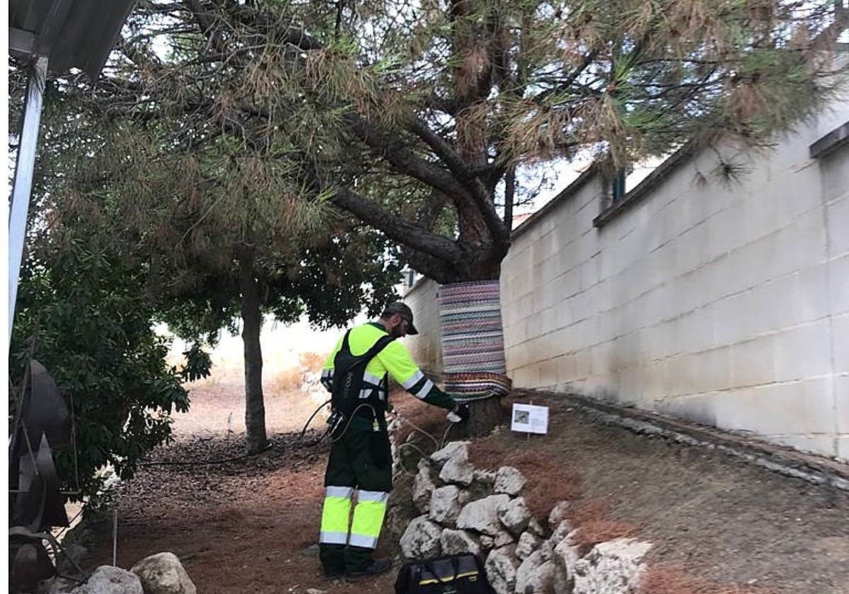 An area of pine trees being treated to prevent processionary caterpillars from building nests.