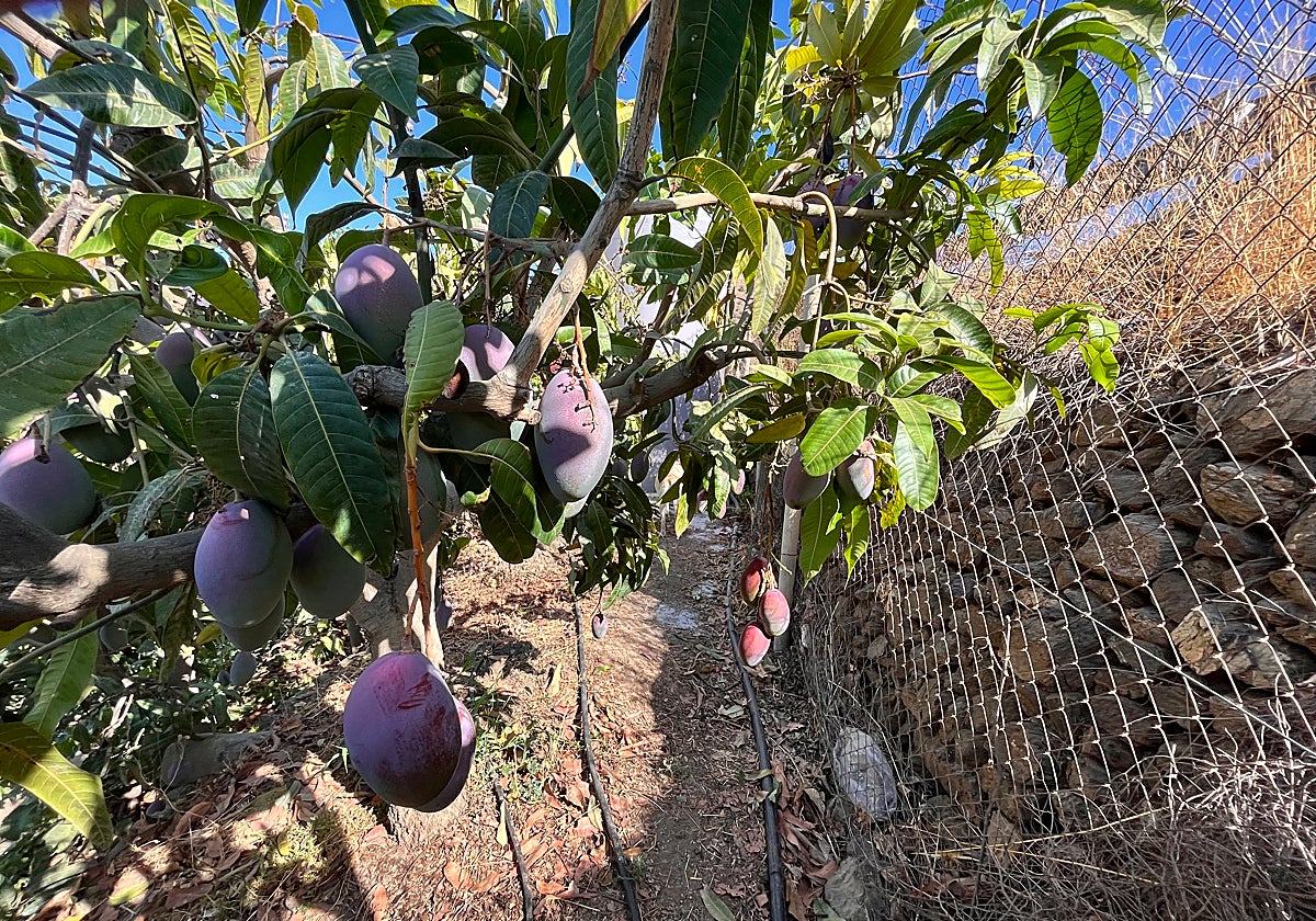 Mangoes on a plantation in the Axarquía.