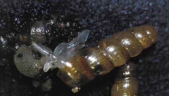 A minute rare snail found alive in Gibraltar makes international headlines