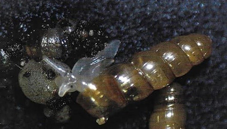 A minute rare snail found alive in Gibraltar makes international headlines