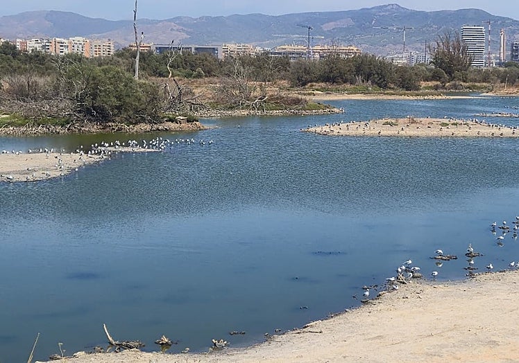 Birds in the wetlands.