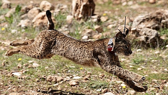 Town hall issues warning to pet owners, especially dog walkers, after rare Iberian lynx spotted in Cáceres