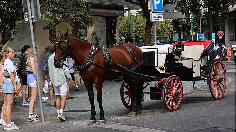 Marbella investigates alleged mistreatment of horse in tourist video that has gone viral