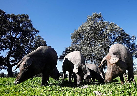 Iberian pigs eating acorns from holm oaks in the green pastures of Los Pedroches Valley.