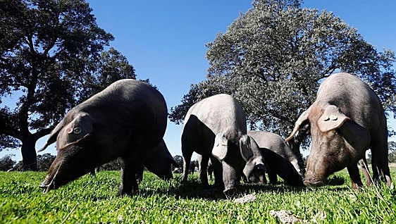 Another trade war is brewing as China hits Spain and EU with huge tariffs on some meat products