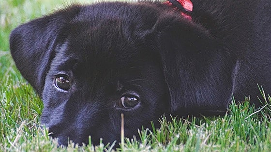 Man investigated for death of a dog after leaving it in his vehicle on a hot summer's day in Malaga