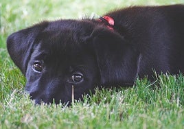 Man investigated for death of a dog after leaving it in his vehicle on a hot summer's day in Malaga