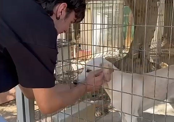 Petition launched to save Benalmádena animal shelter that has served the town for 35 years