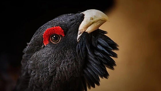 Spain's most endangered bird species escapes the devastating wildfires that swept much of the country