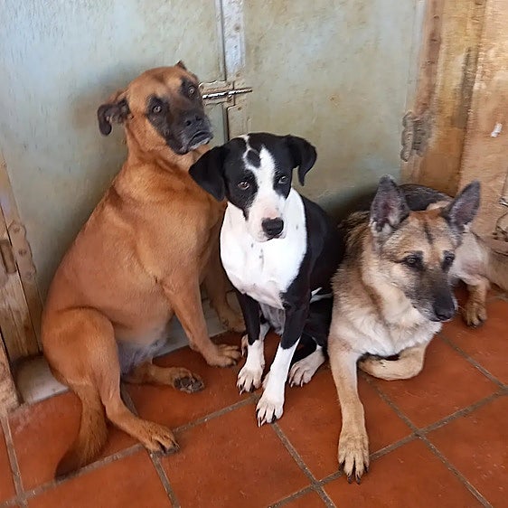 Animal shelter in Malaga town issues urgent appeal to rehome 80 dogs