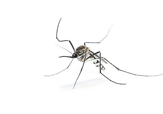 Man dies from West Nile Virus in Badajoz, becoming first fatality of the year in Spain