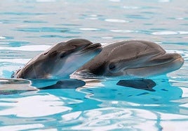 The dolphin family at Loro Parque welcomes a new member