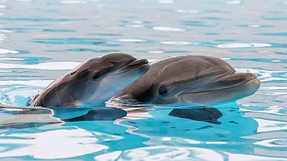 The dolphin family at Loro Parque welcomes a new member