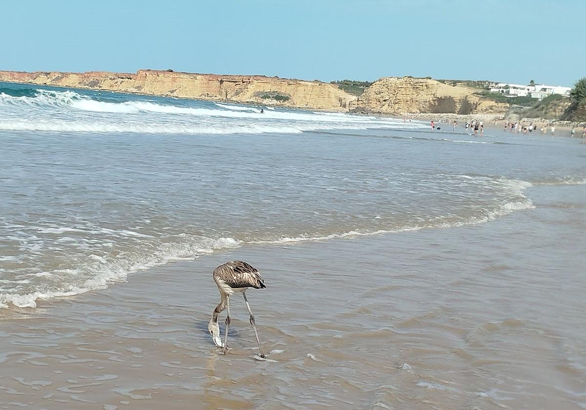 Fledgling flamingo takes bathers by surprise on a Costa de la Luz beach