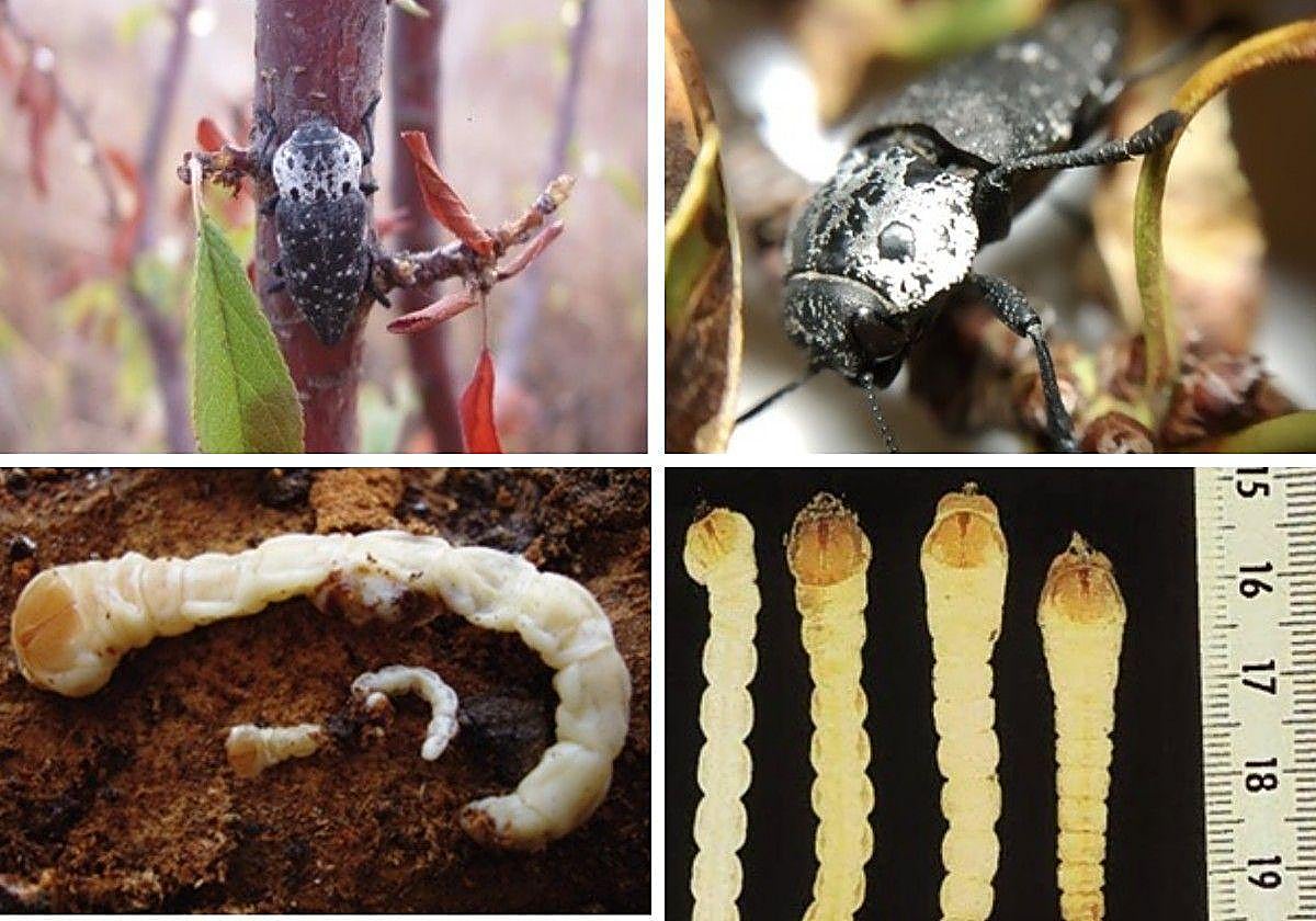 Regional government declares plague of black-headed worms in several provinces of Andalucía