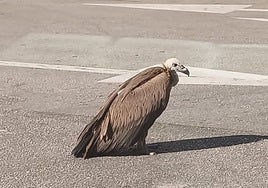 The vulture, exhausted after hitting the roof of a petrol station in Ardales, remained on the ground until it was attended to.