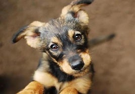 Archive photo of a puppy.