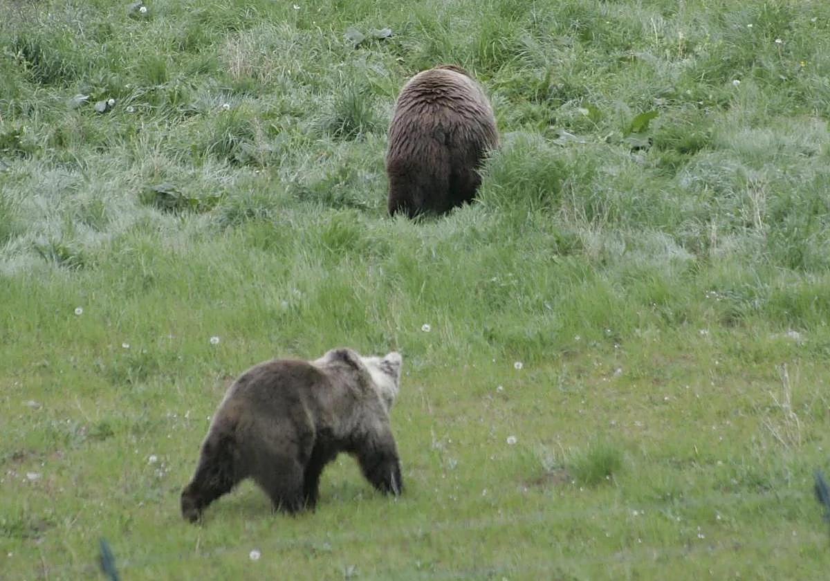 File image of brown bears in Spain.