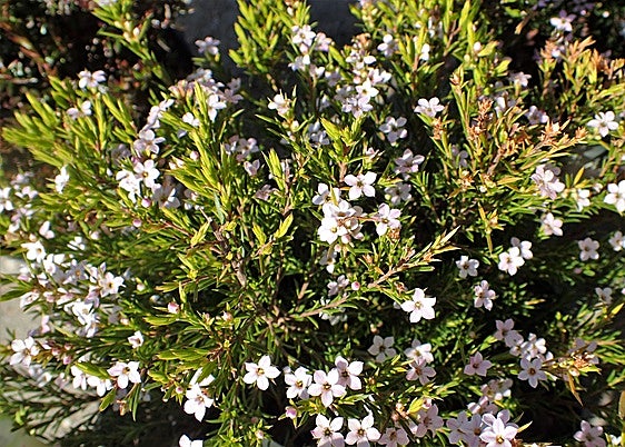 Gardening in southern Spain: Breath of heaven