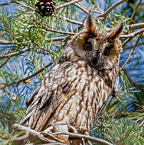 Long-eared owl