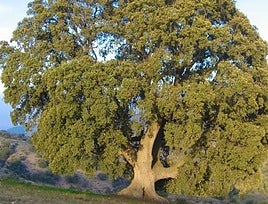 Why is Andalucía's biggest tree with a 302-square-metre crown dying?