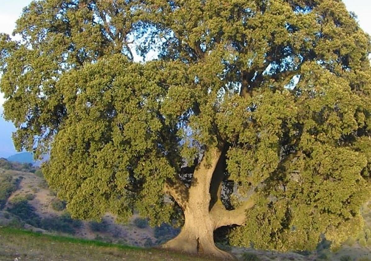 Why is Andalucía's biggest tree with a 302-square-metre crown dying?