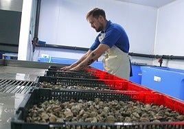 Work in progress at Escobedo Marisco Vivos, the only seafood treatment plant between Torremolinos and Marbella.