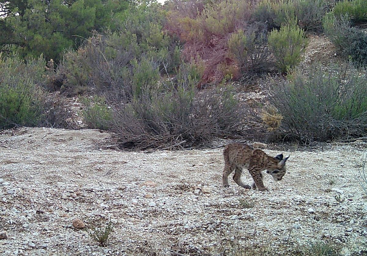 One of the 2024 offspring of the female Toranja, who had pups again this year.