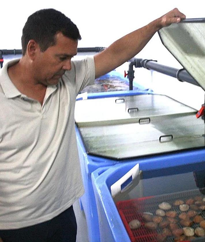 Imagen secundaria 2 - These are the shellfish species that have disappeared from the Costa del Sol's coastline: 'It is a disaster'