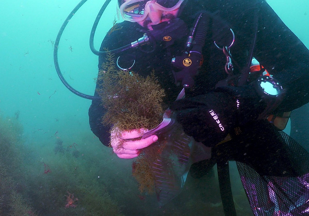 A diver shows the beneficial native algae.