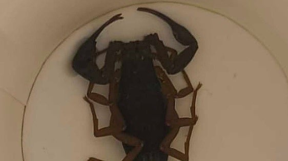 Woman stung by scorpion in Madrid hotel room rushed to hospital