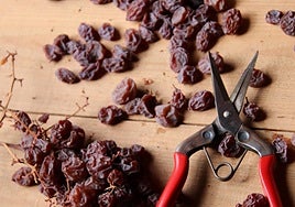 Seven little-known facts about Malaga's famous Muscatel raisins