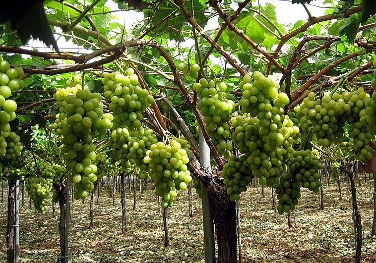 Germany joins the club