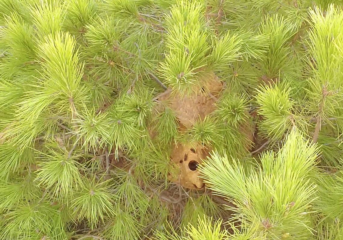 The hornets' nest in Alhaurín de la Torre.