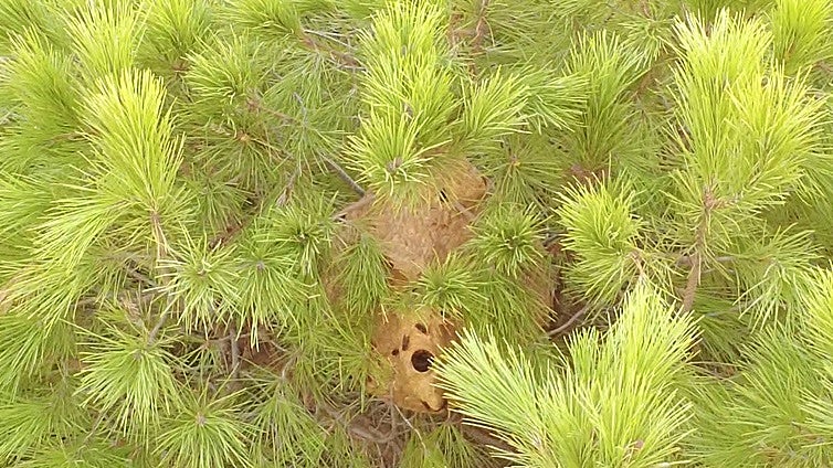 Volunteers locate first officially recorded Asian hornet nest after painstaking search in Malaga province