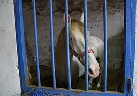 One of the horses in the Teatinos stables in Malaga.