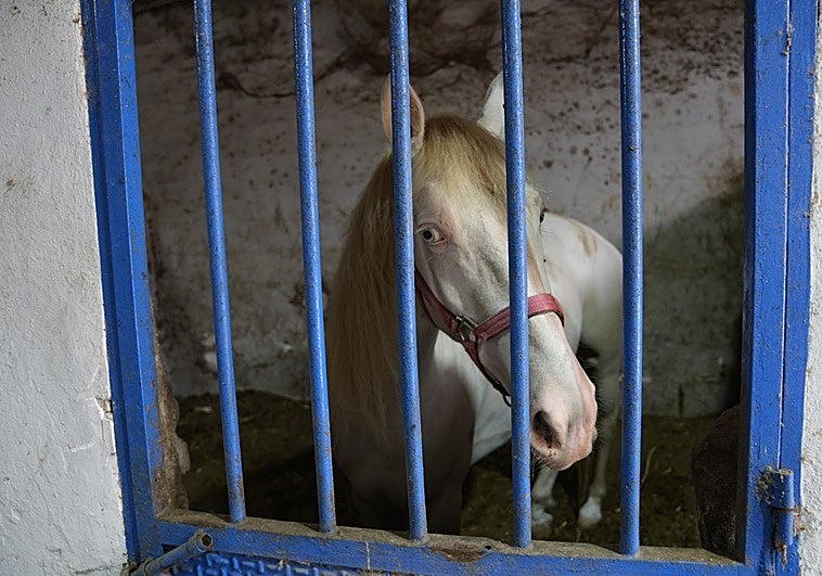 One of the horses in the Teatinos stables in Malaga.