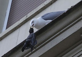 Seagull attacks a pigeon in Malaga.