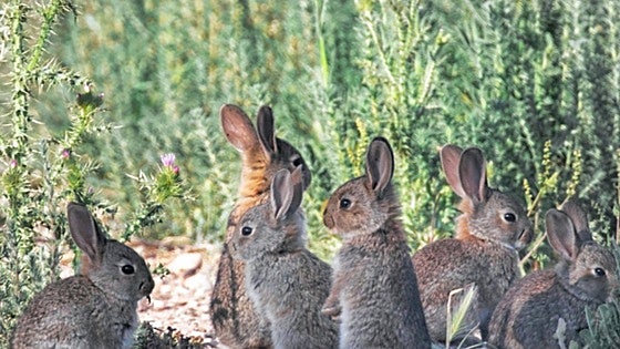 Spain, 'the land of rabbits'