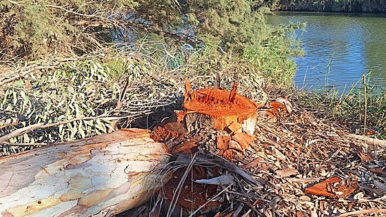 Trees selectively felled near Malaga Airport to increase aviation safety