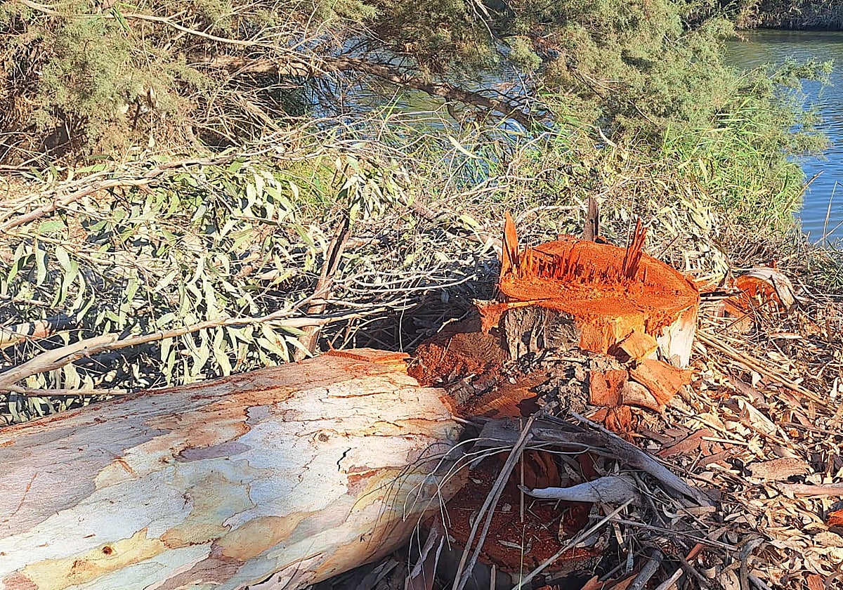 Felling of trees in the Guadalhorce area.