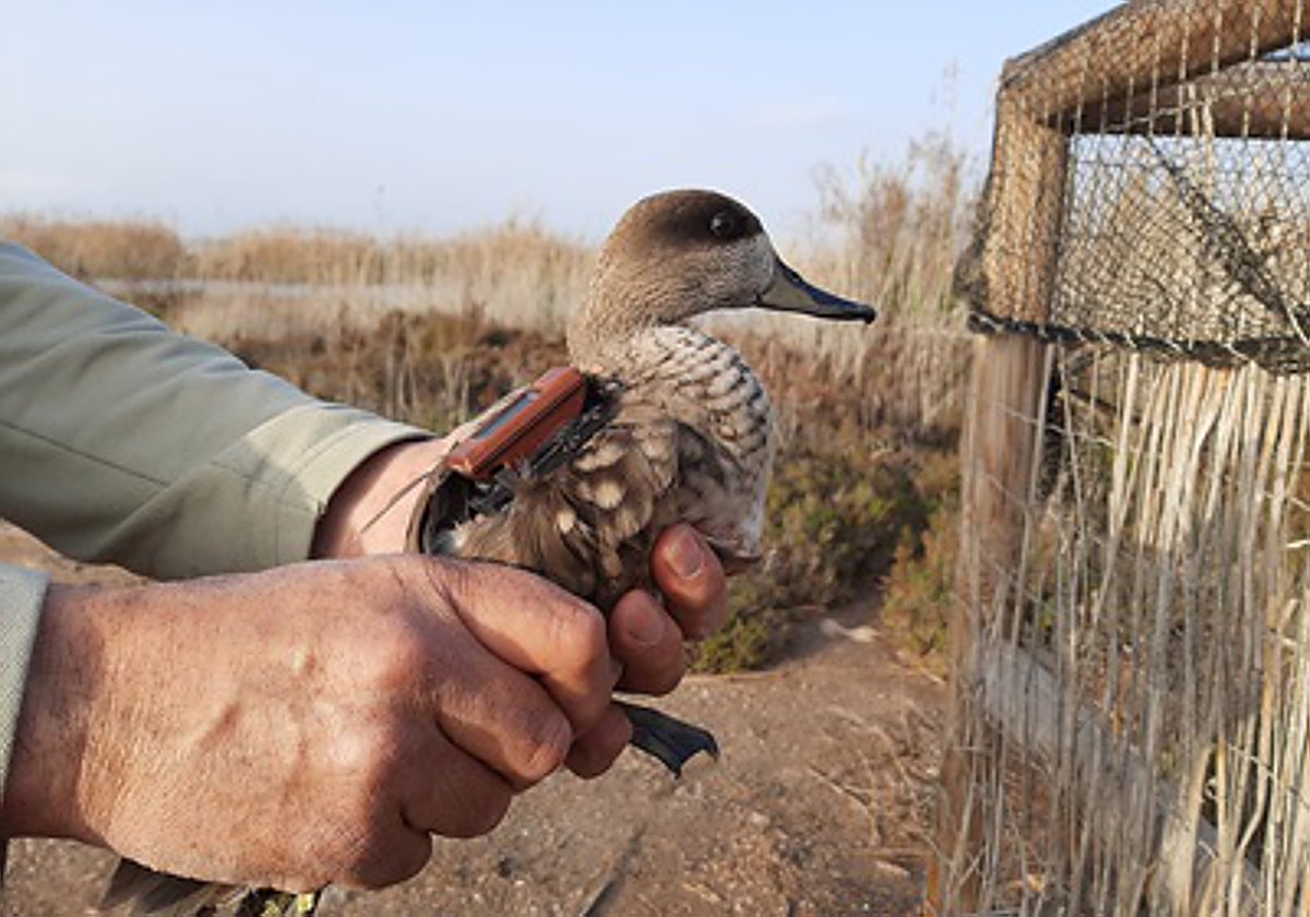 File image of a marbled teal.